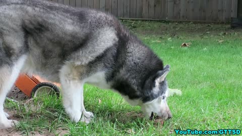 Husky attempts to bury apple