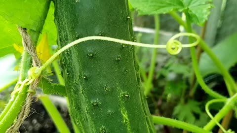 How to grow a lots of Cucumber