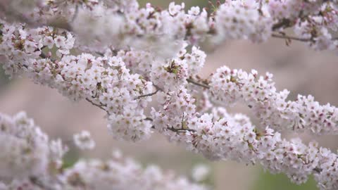 White Sakura Blowing in the Wind __ Sakura Flower __ Cherry Blossom __.mp4