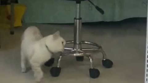 Funny cat videos! Get ready to laugh and dance!