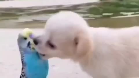 Cute animals🐶😁|Dog Sound| Cute Dog Videos #shorts #cat #cats #dog #puppy #catlover #catfunnyshorts