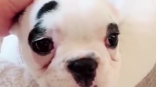 Funny dog's moments