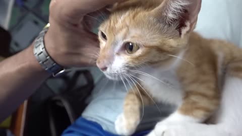 Cats React When Seeing Stranger 1st Time - Running | Viral cute Cat
