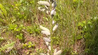 Lupine Seeds