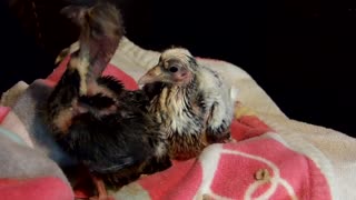 Flock it Farm: Hand-feeding baby pigeons