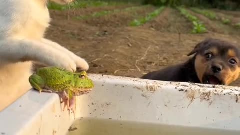 Frog dog rabbit fight 😀😆😊 #animal