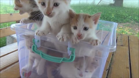 Kittens meowing (too much cuteness) - All talking at the same time!