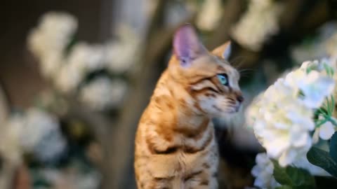 bengal cat with green eyes climbing tree