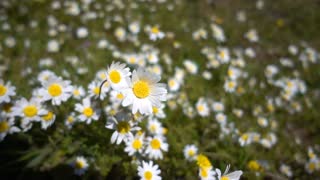 White daisy flower field in the meadow