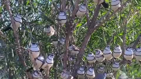 The number of birds on one tree