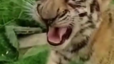 Cute Baby Tiger Roaring and Running!-