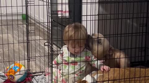Baby Crawls Into Cage to Get Love From Pet Dogs