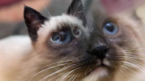 Top 10 most loyal cat breeds in the world