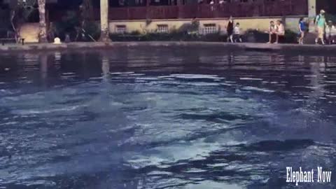 Elephant Dives in Pool