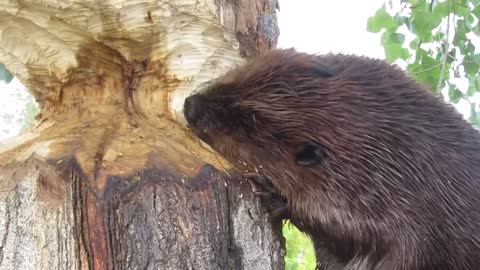 Beaver Chewing on a Big Tree