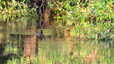 Ducks in distant view at a small river / beautiful water birds in the water.