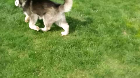"I love you" says Avalanche the Malamute while teaching Luna how to fetch.