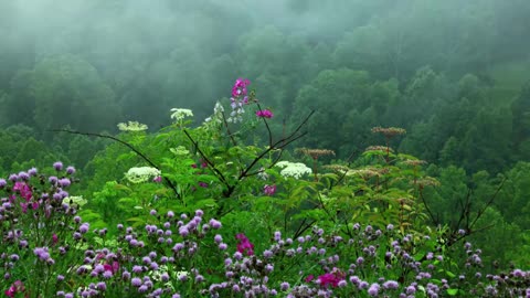 Rain Sounds with Tibetan Singing Bowls and Birds chirping [ Sleep Music ]