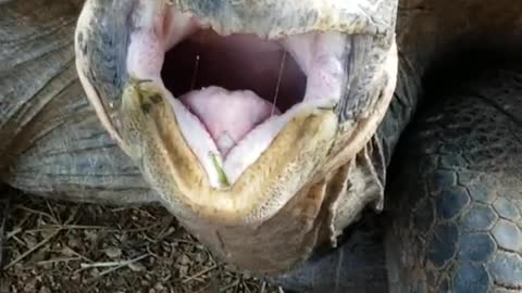 Galapagos Tortoise Asks for Food, Or is it a Yawn?