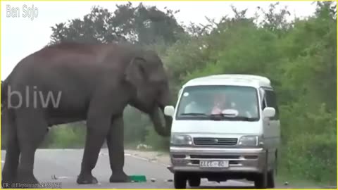 Angry Elephants Rampage in Public Areas !!