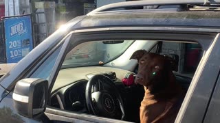 Dog Pretends to Be A Driver
