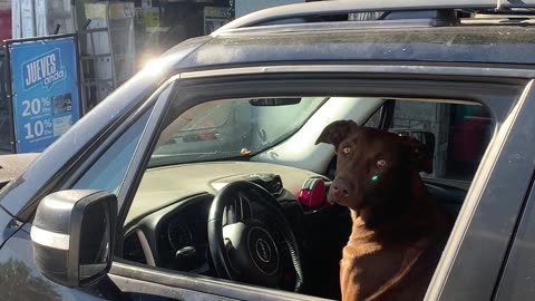 Dog Pretends to Be A Driver