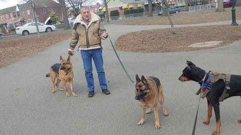 Two German shepherds one beautiful doberman pinscher