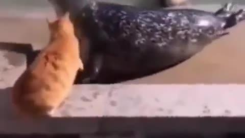 Cat being the caretaker here ... and that word the seal said was quite disrespectful