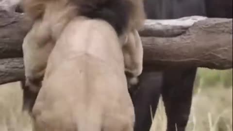 Buffalo fight back lion part 1 #Shorts #Animals