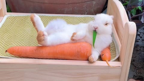 Rabbit funny video OMG 😦😦