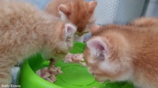 Please give me MEAT😳! Hungry kittens _ asmr