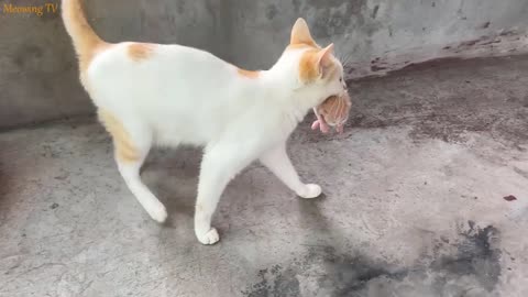 The mother cat carries the kittens and hides them inside a paper box.