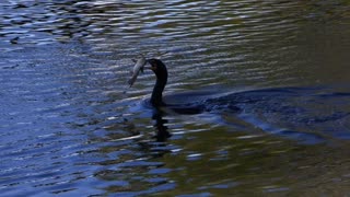 Cormorant with a fish