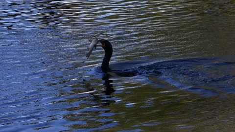 Cormorant with a fish