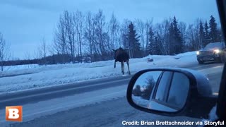 Traffic in Anchorage, Alaska Halts for Moose Casually Walking Across Road