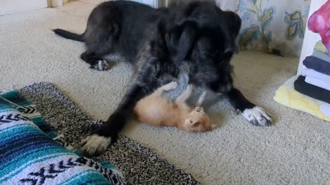 kitten and dog friends playing together