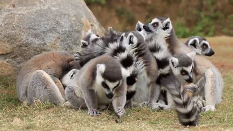 Lemur ring-tailed lemur
