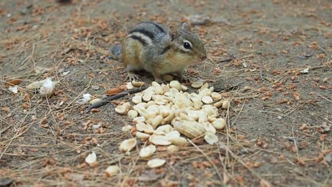 little squirrel eating peanut