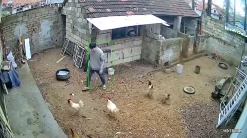 Fierce battle between man and chicken.
