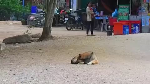 Funny Prank With Dog with Fake Lion