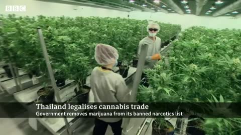 Thailand legalises cannabis growing and trade - BBC News