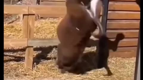 Donkey funny video/try not to laugh