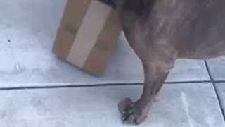 Dog OPENS His Own Packages!