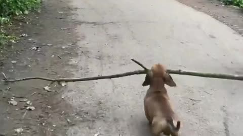 Cute pet run with stick 😊😊