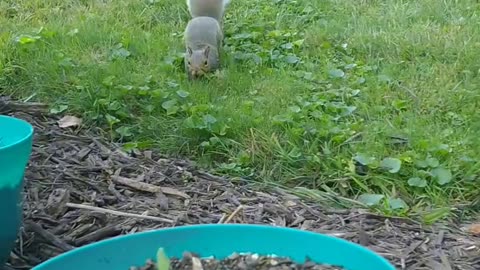 Mika The Squirrel 🐿️ Storing more food for later.
