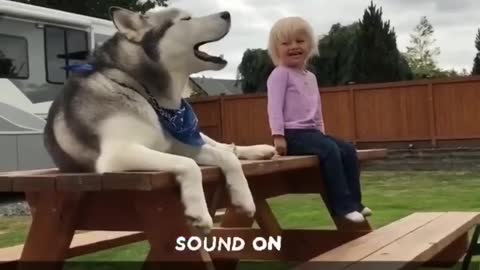 BEST FUNNY DOGS VIDEOS TALKING TO CHILD