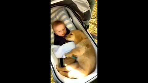 Cute Babies Playing With Dogs Compilation | Funny Baby And Pets