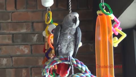 Einstein Parrot can talk better than most humansp6