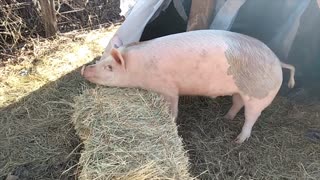 pig loves his haystack