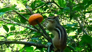 Chipmunk